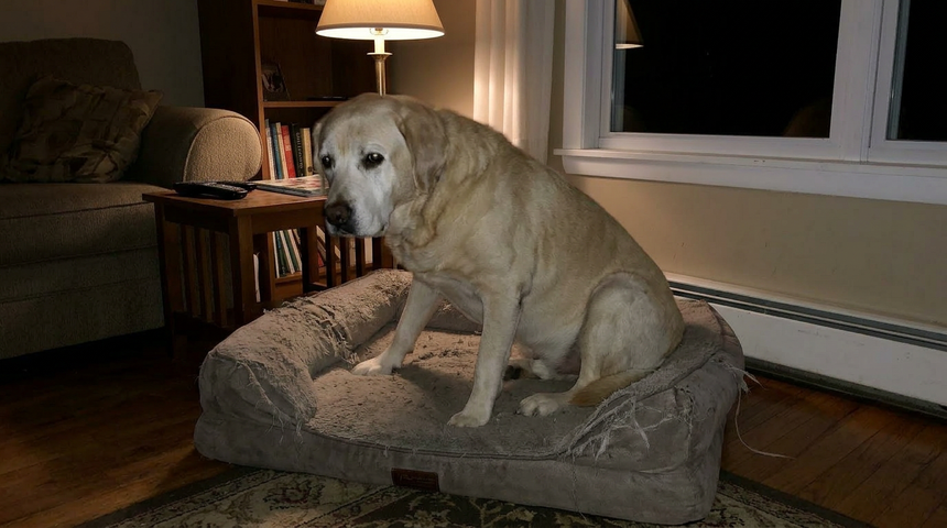 Bear on his bed